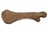 Dinosaur (Triceratops) Pelvic Bone w/ Metal Stand - Montana #339336-4